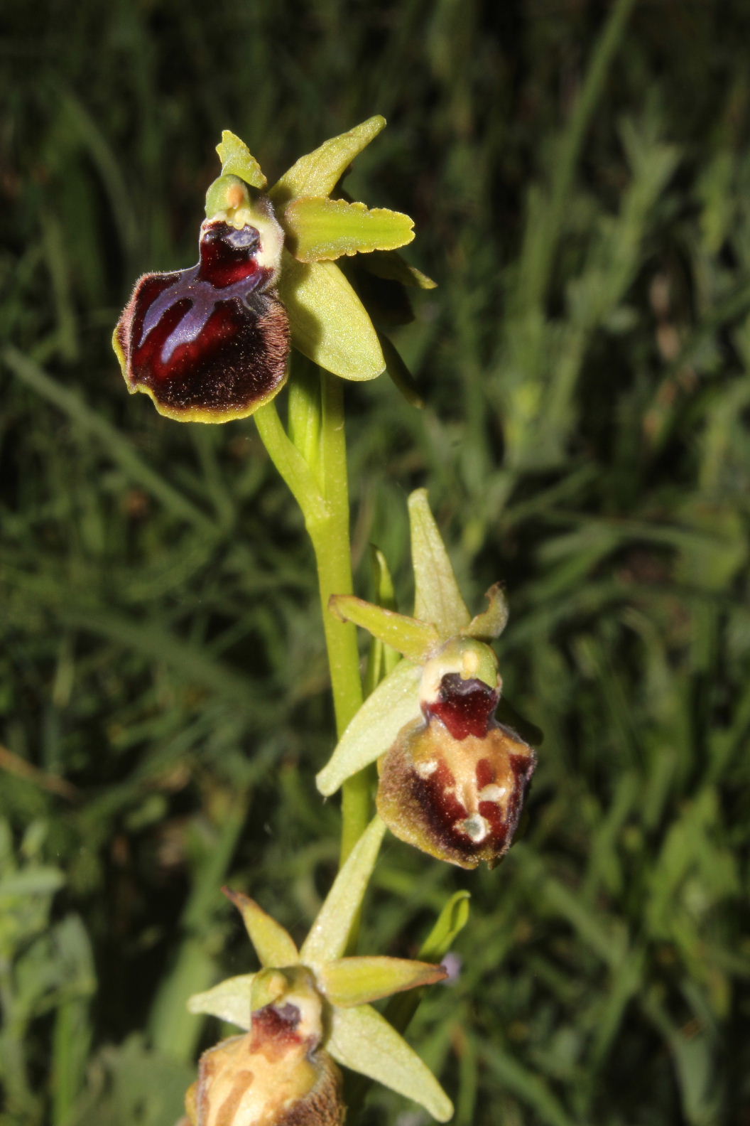 Orchidee dal promontorio del Gargano